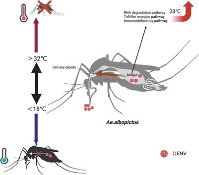 Dengue transmission on sale